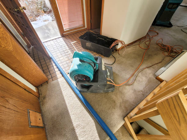 Best Mold removal after water damage  in Harrodsburg, KY