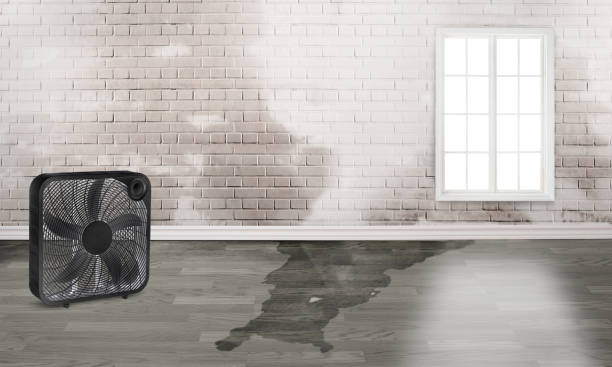 Best Ceiling water damage repair  in Harrodsburg, KY